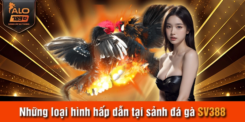 Những loại hình hấp dẫn tại sảnh đá gà SV388